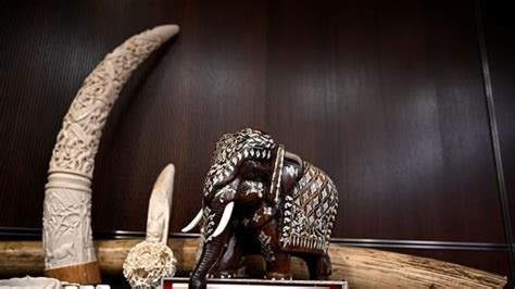 Big game trophy hunters among targets of new ban on importing raw ivory into Canada